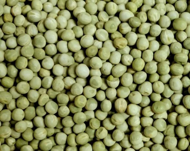 Grüne Erbsen Vögel 5kg Eurital – Bild 5